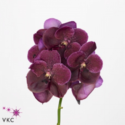 Orchidej PURPLE VIOLET BEAUTY