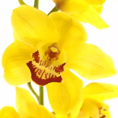 Orchidej T WALLGUARD RIJSENHOUT 80cm