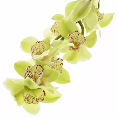 Orchidej T ALI ANDERSON 50cm