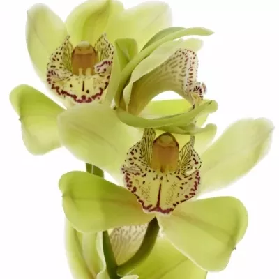 Orchidea T ALI ANDERSON 50cm