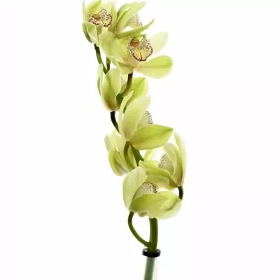 Orchidej T ALI ANDERSON 50cm