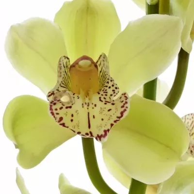 Orchidej T FORTTY NINER ALICE ANDERSON 80cm