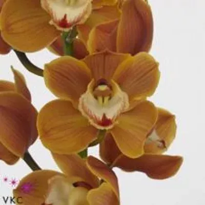Orchidej T AMALIA