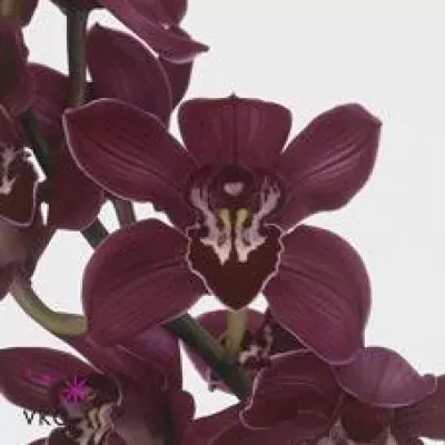 Orchidej T ANGELINE 60cm