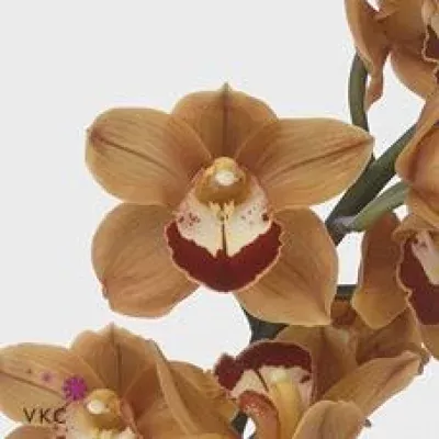 Orchidea T Baloo