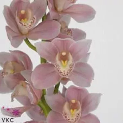 Orchidea T Bartolo Ferrell HYZENTHLY