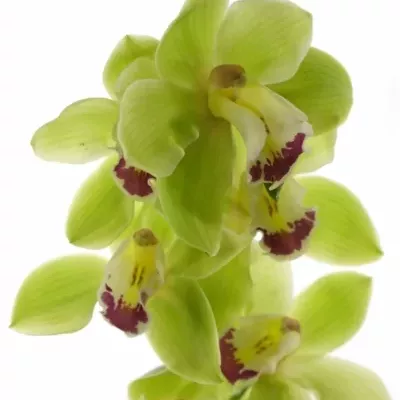 Orchidea T Brém