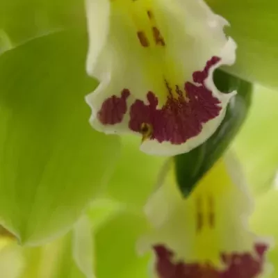 Orchidea T Brém