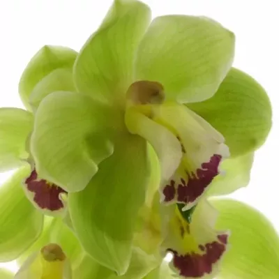 Orchidej T BREMO