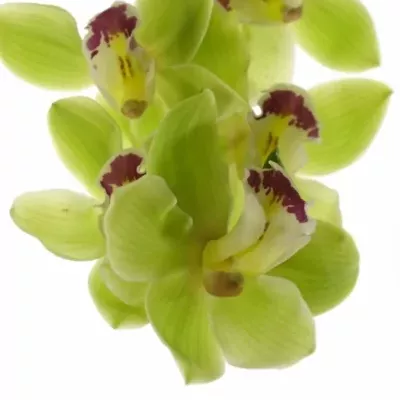 Orchidej T BREMO