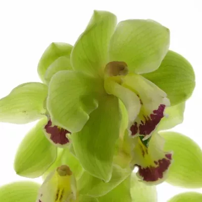 Orchidej T BREMO 60cm