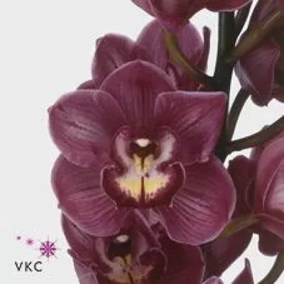 Orchidej T BRILJANT TETRA