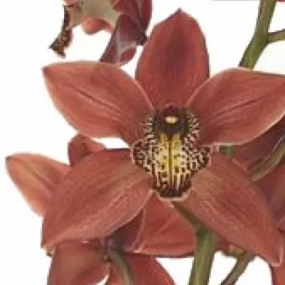 Orchidej T BROWN EYE 50cm