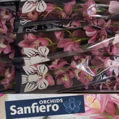 Orchidej T CANDY 60cm
