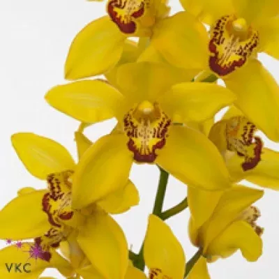 Orchidej T CORNWALL