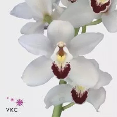 Orchidea T DANNY GREEN