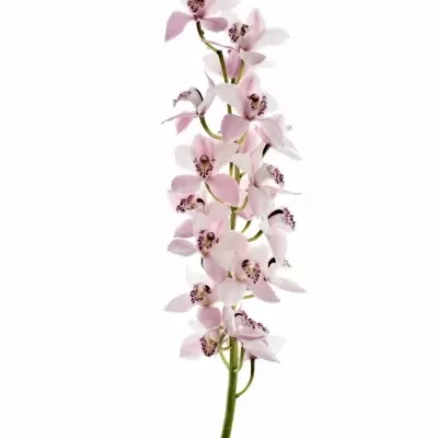 Orchidej T DELMONTE 40cm