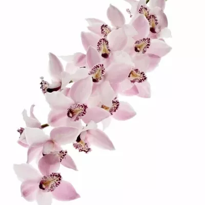 Orchidej T DELMONTE 40cm