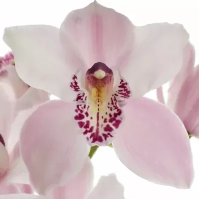 Orchidej T DELMONTE 50cm