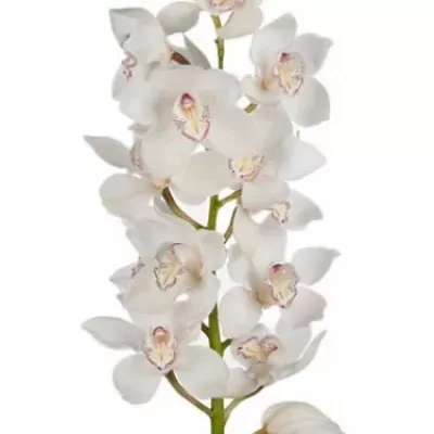 Orchidea T DOS Pueblos