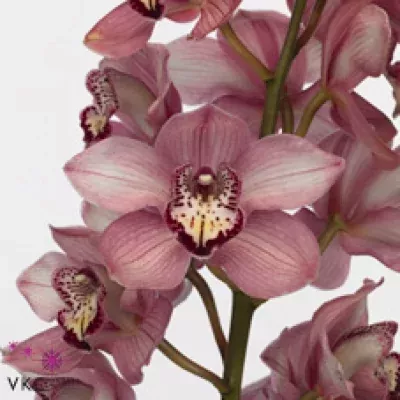 Orchidej T EARLY KIWI SKY SCRAPER 80cm