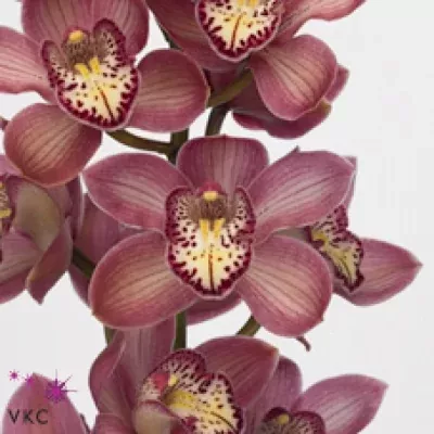 Orchidea T EASTERN Prinses PINK PRELUDE