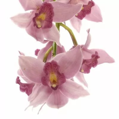 Orchidej T ELLIOT ROGERS C-290