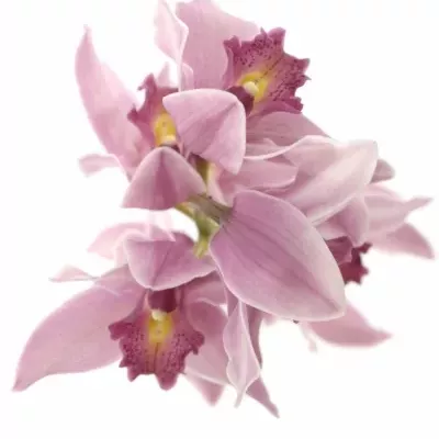 Orchidej T ELLIOT ROGERS C-290