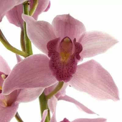 Orchidej T ELLIOT ROGERS C-290 60cm
