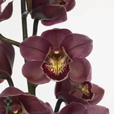 Orchidea T EVIE