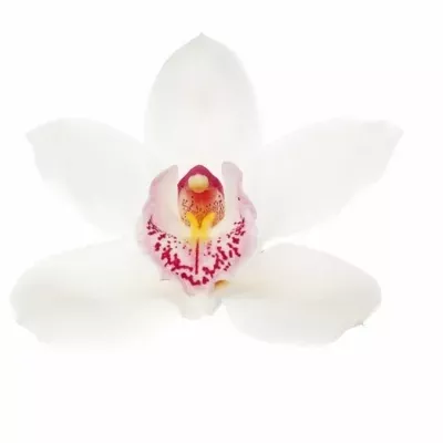 Orchidej T FANTACY