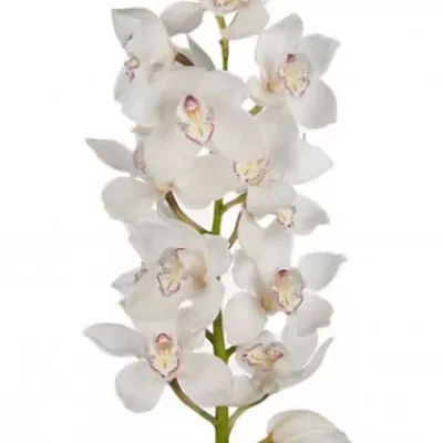 Orchidej T FANTACY