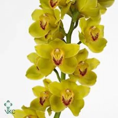 Orchidej T FEMBA YELLOW 50cm