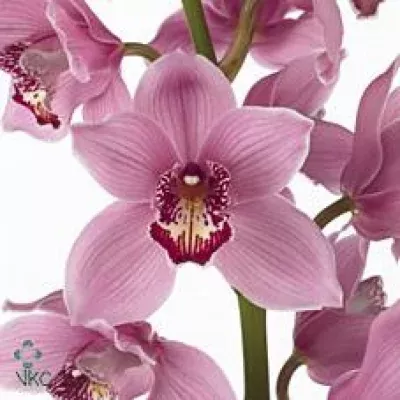 Orchidea T FIREGLOW