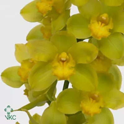 Orchidea T GOLDEN WISH