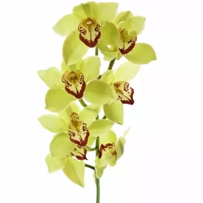 Orchidea T GREEN GIANT 80cm