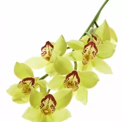 Orchidea T GREEN GIANT 80cm