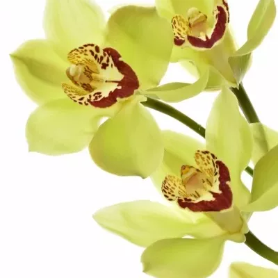 Orchidej T GREEN GIANT 80cm