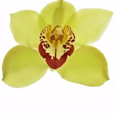 Orchidej T GREEN GIANT 60cm