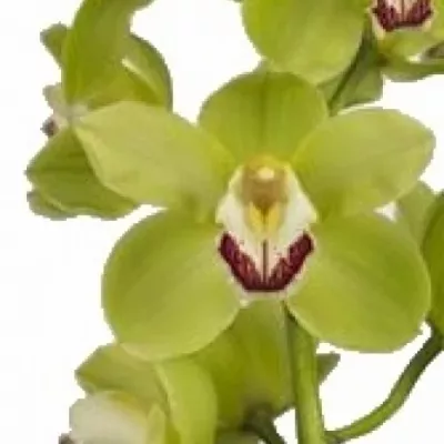 Orchidea T GYMER Amstelveen 80cm
