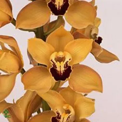 Orchidej T GYMER COOKSBRIDGE