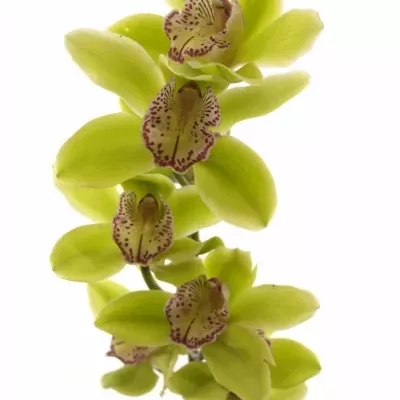Orchidej T HANS