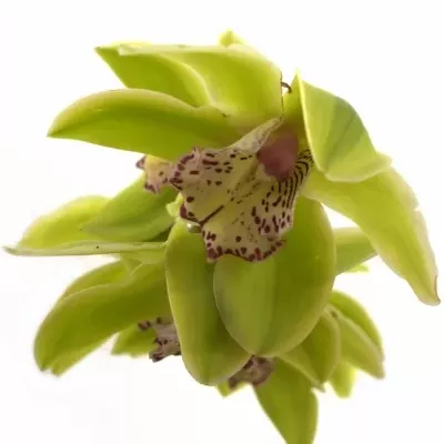 Orchidej T HANS
