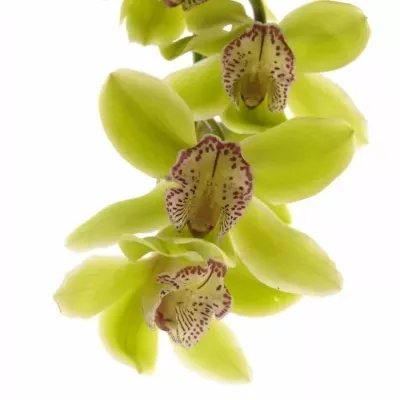 Orchidej T HANS