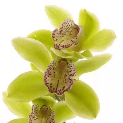 Orchidej T HANS