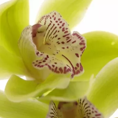 Orchidej T HANS