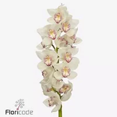 Orchidej T HMS. LISETTE 60cm