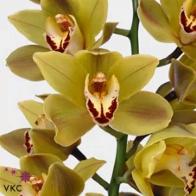 Orchidej T INDIAN BAZAR