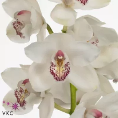 Orchidej T JOANS CHARISMA VANITY