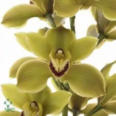 Orchidea T JUNGLE TRAIL